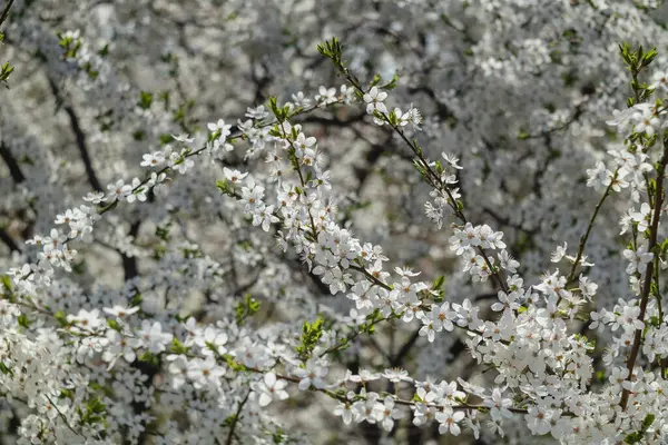 Bahçede çiçek açan kiraz ağacı. Beyaz çiçekli bir bahçe. Bahar arkaplanı.