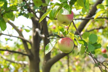 Sonbahar elmalı elma ağacı. Sonbahar elma bahçesi.