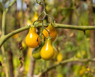 Sebze bahçesindeki bir dalda armut şeklinde sarı domatesler. Ev yapımı organik sebzeler. Hasat zamanı. Sebze yetiştiriyorum.