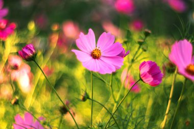 Güneşli bir bahçede açan canlı pembe kozmos çiçekleri, yemyeşil ve ılık, rüya gibi bokeh arka planla çevrili..