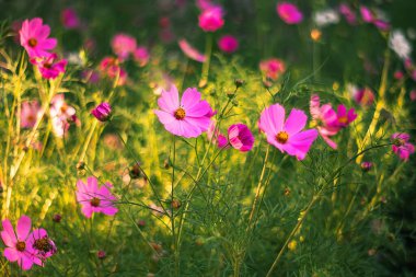 Hassas pembe kozmos çiçekleri güneşten öpülmüş bir bahçede, canlı yeşil yaprakları ve yumuşak odaklı çiçek arkaplanlarıyla dimdik ayakta duruyor..