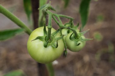 Asma çalılığında olgunlaşan iki olgunlaşmamış yeşil domates. Biyolojik yemek. Çevre dostu tarım.