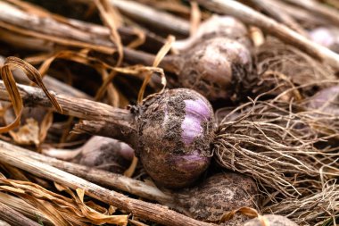 Many purple garlic dries after harvesting. Garlic summer harvest. Bio food. Rich harvest concept.