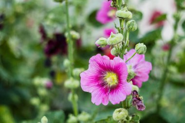 Bahar ve yaz fotoğrafçılığı temalı canlı yapraklar ve yeşil yapraklı pembe gülhatunları var..