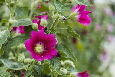 Çimenli yeşil yaprakların arasında açan canlı pembe gülhatmi çiçekleri, bahçecilikte veya doğal güzellikte kullanmak için idealdir..
