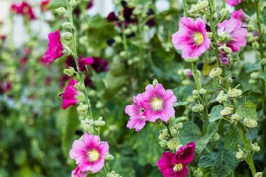 Bitkisel veya bahçecilik tasarımları için mükemmel, yoğun yeşil yapraklardan oluşan bir arka planda yemyeşil gülhock çiçekleri.