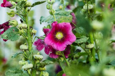 Dokulu yeşil yapraklarla çerçevelenmiş uzun pembe gülhatları, doğa ve peyzaj kavramlarında kullanmak için idealdir..