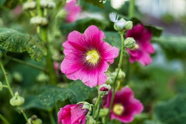 Çiçek açan parlak pembe gülhatmi çiçekleri yemyeşil yapraklar bahçe, doğa ve çiçek temalı görseller için idealdir..