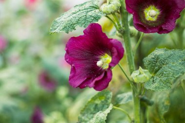 Yoğun yeşillikte yetişen zarif bordo güller çiçek ve açık hava manzarası çizimleri için ideal bir seçim..