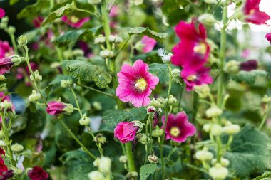 Pembe yapraklı parlak gülgülhatmi çiçekleri yeşil yaprakların arasında duruyor. Çiçek temaları ve bahçe ilhamlı medya için mükemmel..