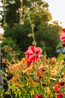 Gün batımı sıcaklığında parlayan güzel kırmızı gülhatmi bahçeyle çevrili mevsimlik, çiçeksel ya da kırsal görseller için ideal..