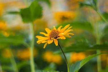 Güneşli sarı yapraklar çiçek gibi parlıyor, doğal güzellikleri yumuşak, bulanık bir yaz sahnesiyle gelişiyor..