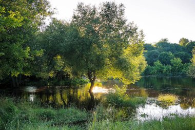 Sel basmış bir nehrin ortasından yükselen, sakin sularda yansıyan ve zengin yaz bitkilerinin çerçevelediği yalnız bir ağaç..