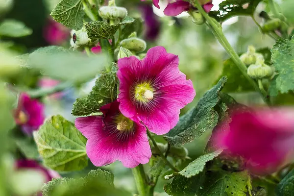 Bahar, yaz veya açık hava görselleri için uygun, yemyeşil bahçelerde açan koyu kırmızı gülhatmi çiçekleri..