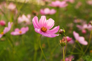 Yumuşak yaprakları olan güzel pembe bir çiçek renkli çiçeklerle dolu verimli bir tarladan yükselir, doğanın sanatsal sanatının karmaşık detaylarını ve canlı renklerini vurgular.