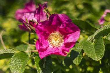 Pembe yabani güller ve taze yapraklarla dolu doğal bir bahçe sahnesi sükunet ve çiçek zarafeti yayar..