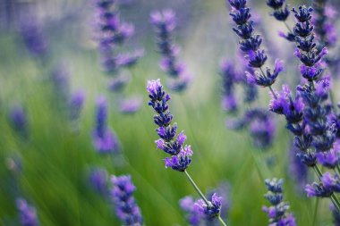 Renkli kokulu lavanta tomurcukları yeşil yaprakların arasında zarif bir şekilde durur. Açık havanın huzurlu ve nazik bir görüntüsünü sunar..