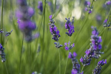 Lavanta çiçeklerinin sakin bir görüntüsünde canlı mor renkler ve taze yeşil büyümeye karşı ince taç yaprakları yer alır..