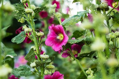Bir bahçe ortamında çiçek açan pembe gülgüllerin canlı bir gösterisi, koyu yeşil bitki yapraklarıyla çevrili..
