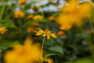 Altın kır çiçekleri ışıl ışıl açar, narin taç yaprakları ve odak noktasından uzak, nazik bir arka planla ortaya çıkar..