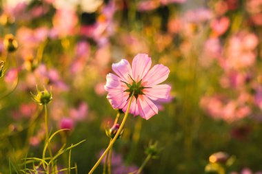 Sıcak gün ışığında, pembe kozmos çiçekleri tarlayı süsler, barışçıl güzellikler yayar ve karmaşık taç yaprak desenleri yayar..