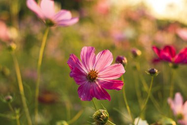 Pembe kozmosla dolu canlı bir çayır, çiçek açan huzurlu bir manzara sunar, taç yaprakları ve doğal cazibeyle zengindir..