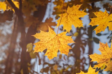 Turuncu akçaağaç yaprakları çok yakın. Atumn arkaplanı.