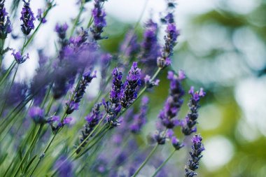 Yeşil yaprakların üzerinde yükselen mor renkli narin lavanta çiçekleri ahenkli ve rahatlatıcı doğal bir manzara yaratır..