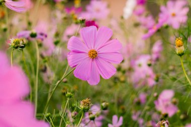 Narin pembe kozmos yeşil bir bahçede yavaşça sallanıyor, rahatlatıcı ve canlı bir açık hava manzarası yaratıyor..