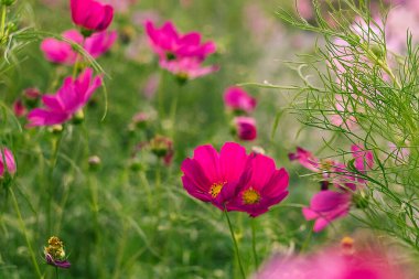 Hassas kozmos çiçekleri güneşin altında açar, yemyeşil yemyeşil renkli ve sakin bir alanda..