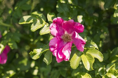 Yumuşak pembe tonlarda yabani güller sık yeşilliklerden fışkırarak doğanın güzelliğini kutluyorlar..