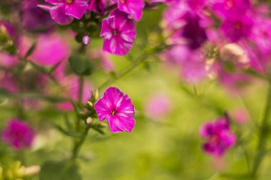 Çiçekler güzel çiçek açar, yeşil yapraklara karşı canlı pembe yapraklar sergiler, bahçenin canlı ambiyansını ve doğal güzelliğini güçlendirir.
