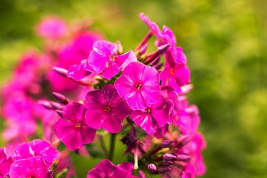 Çiçekler yumuşak yeşil yaprakların arasında canlı pembe renkler sergiliyor. Bahçe ortamında göz kamaştırıcı bir görüntü yaratıyor. Neşe ve sükunet hissi uyandırıyor.