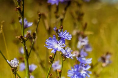 Yumuşak mavi yapraklı Cichorium çiçeği yeşil bir alanda açar, hassas detayları, doğal cazibeyi ve huzurlu bir atmosferi vurgular..