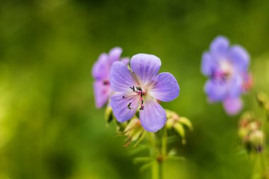 Sersemletici mavi sardunya çiçeği, zengin bahçe yeşillikleri arasında açar, canlı renklerle dikkatleri çeker, karmaşık tasarım, ve sakin güzellik.