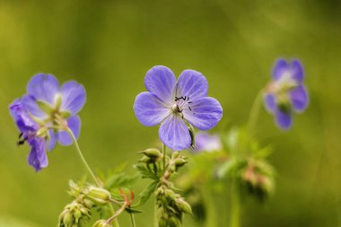 Yeşil yapraklarla açan parlak mavi sardunya çiçeğinin yakın çekimi doğal güzelliği, barışçıl çevreyi ve nazik zarafeti simgeliyor..