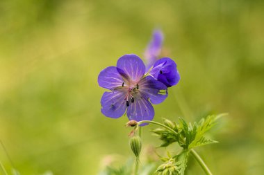 Mavi sardunya çiçeği taze bir bahçe ortamında çiçek açıyor. Huzur, narin güzellik ve doğanın zarafeti yayılıyor..