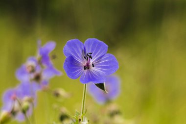 Yeşil bir bahçede parlak mavi sardunya çiçekleri açar. Narin taç yaprakları ve ince detaylar sükuneti, güzelliği ve doğayı sembolize eder..