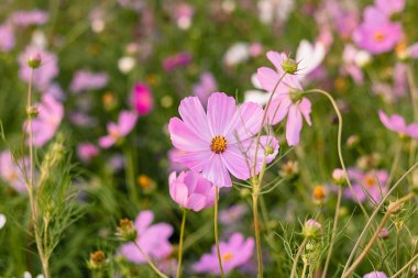 Yeşillik pembe kozmos çiçeklerini tamamen açar bahçeye güzellik ve sükunet getirir..