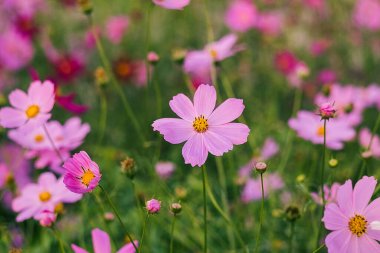 Pembe kozmos çiçekleri güneşin altında açılır, yeşil yapraklarla çerçevelenmiş sakin ve renkli bahçe manzaralı..
