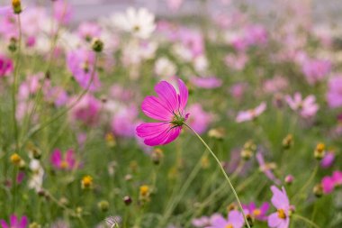 Yumuşak yapraklı kozmos, parlak ve güzel doğal bir alanda yeşil yapraklarla nazik bir kontrast oluşturur..