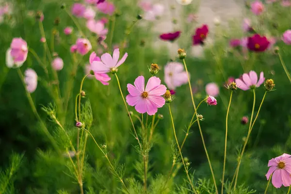 Büyüleyici pembe kozmos çiçekleri, bereketli yapraklar ve güneş ışığıyla çevrili, zarafeti, barışı ve doğanın büyüsünü yansıtan parlak bir bahçede serpilmiş..