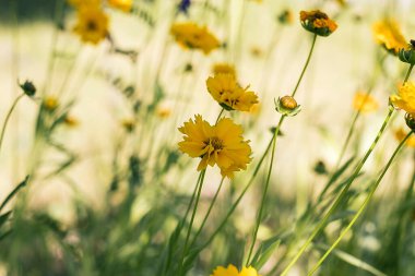 Neşeli sarı Coreopsis çiçekleri yeşil yapraklarla çerçevelenmiş, sıcaklığı, enerjiyi ve doğanın güzelliğini simgeleyen güneş ışığında çiçek açarlar..
