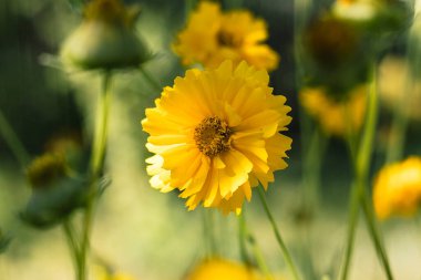 Canlı sarı koreopsis çiçekleri yemyeşil çimlerin arasında çiçek açar, sakin bir bahçe ortamında onların narin taç yapraklarını ve doğal güzelliklerini ön plana çıkarır.