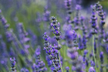 Çiçek açan lavanta bitkileri sahneyi zengin mor renkler, yumuşak dokular ve doğal yeşilliklerle doldurur..