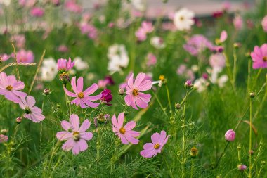 Yeşil yapraklı narin kozmos çiçekleri güneş ışığı altında parlıyor, barışı, zarafeti ve doğanın büyüleyici ruhunu çağrıştırıyor..