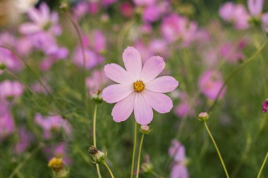 Çiçekli pembe kozmos bitkileri bahçeyi dolduruyor, taze renkleri manzaraya cazibe ve sükunet katıyor..
