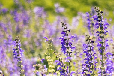 Yeşil bir alan mor salvia çiçekleriyle doludur. Yumuşak yaprakları manzaranın huzur veren güzelliğini arttırır..