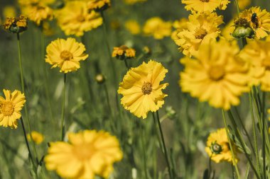 Güneş ışığındaki Altın Koreopsis çiçekleri karmaşık ayrıntılar ve taze yapraklar sergiler. Sıcak, parlak ve neşeli bir doğal manzara yaratır..