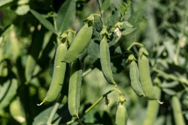 Canlı bir bahçedeki yemyeşil bezelyelerden sarkan taze bezelyeler doğal bolluğu, ev yapımı ürünleri ve bahçe güzelliğini temsil ediyor..
